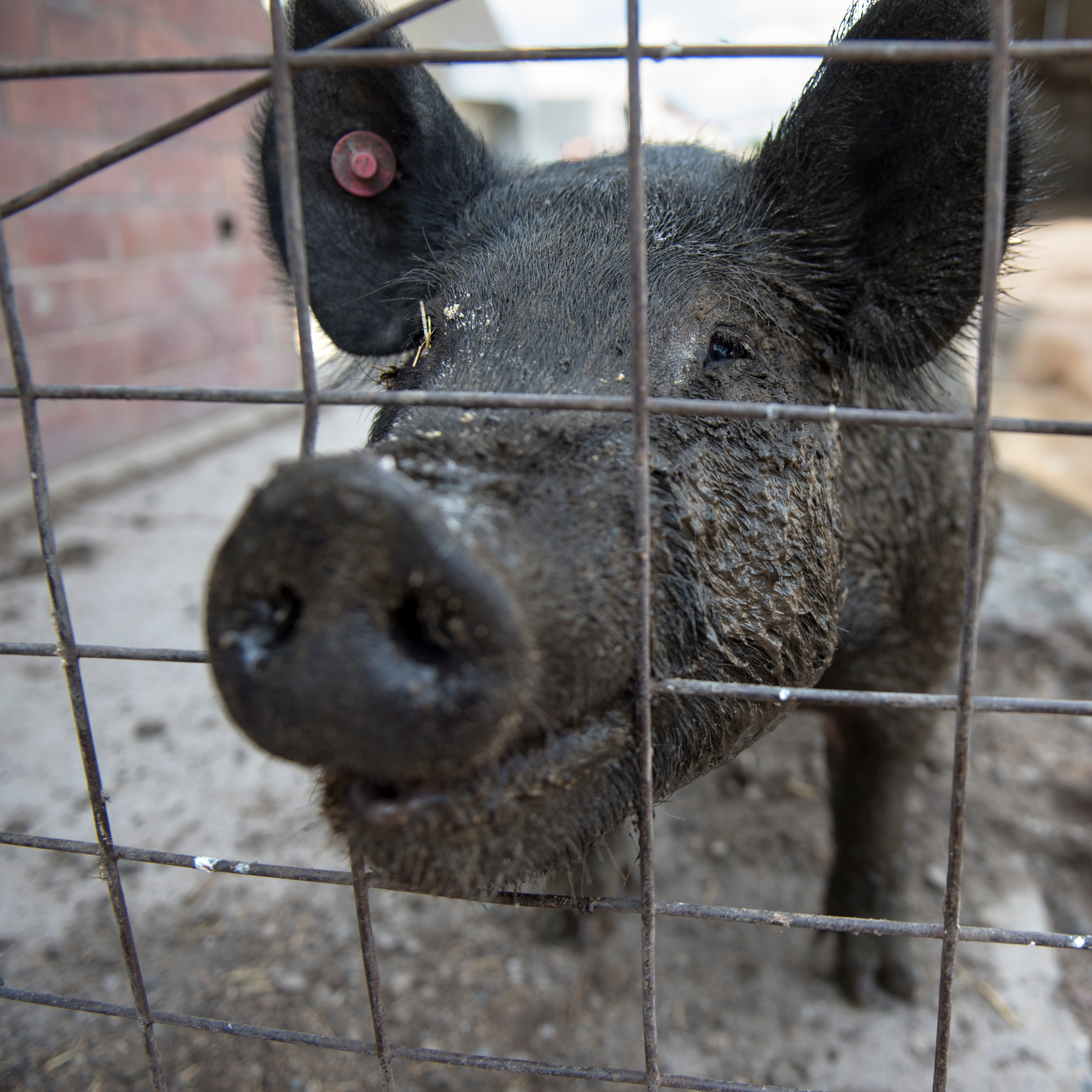 black pig poking nose through fence
