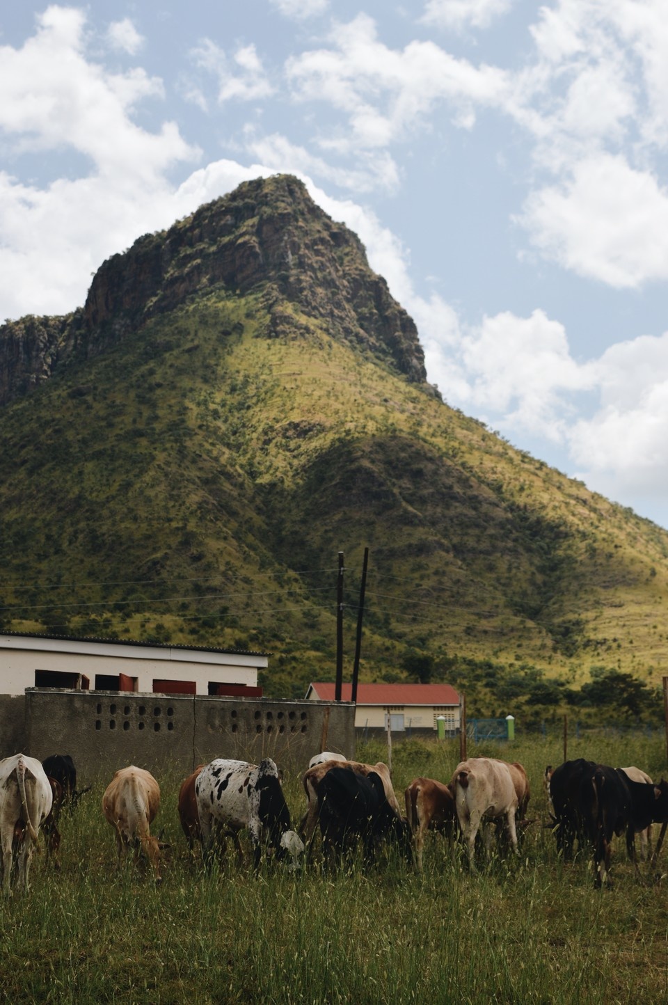 Image of cattle near mountain