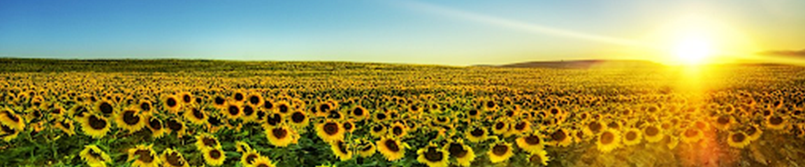 the sun rising over a field of sunflowers