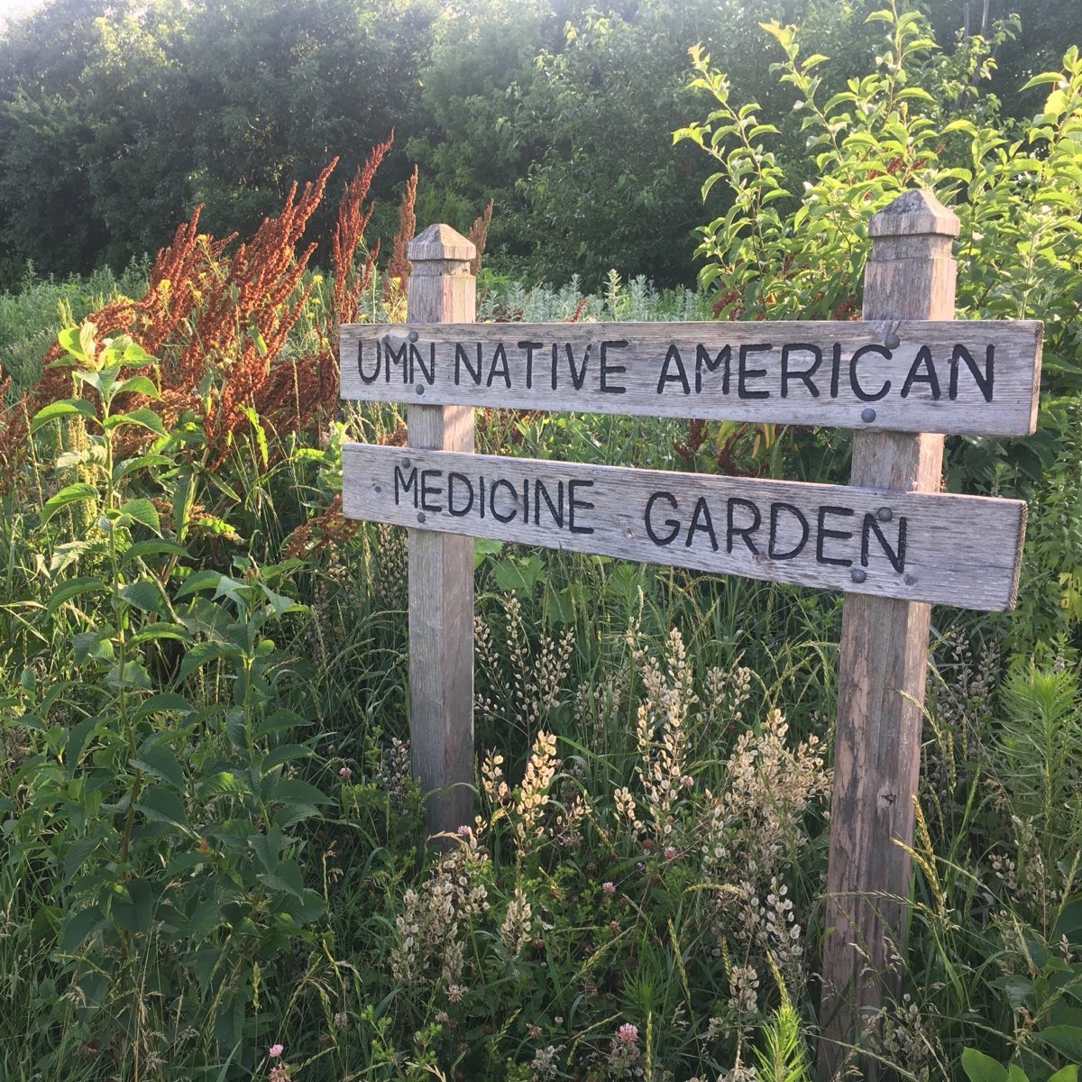 wooden sign for UMN Native American Medicine Garden